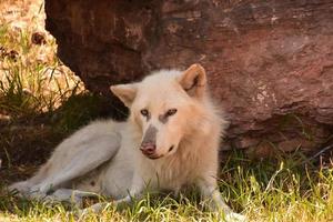 hermosa captura de un lobo de madera blanco foto