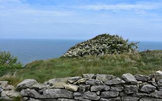 Flowering Bush on a Sea Cliff in Northern England photo