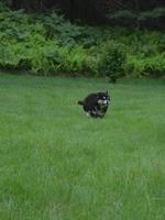 Precious Alusky Puppy Dog Running Through a Field. photo