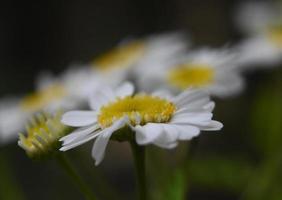 macro de una margarita como flor floreciendo y floreciendo foto