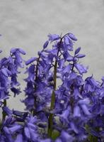 Dew Drops Clinging to the Petals of Common Bluebells photo