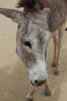 Cute Face of a Wild Aruba Donkey photo