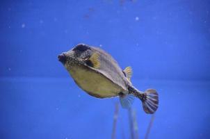 Spotted Trunkfish Shot from Below Highlighting Beautiful Patten photo