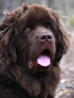 Chocolate Brown Newfoundland Dog with a Pink Tongue photo