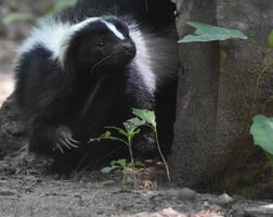 mofeta blanca y negra muy linda en la naturaleza foto