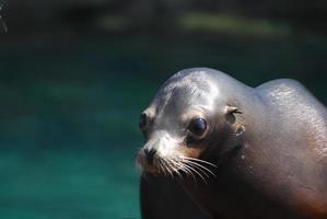 increíble cara de un león marino foto