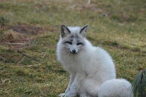 Amazing Face of a Swift Fox photo