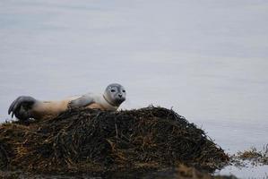 cachorro de foca de puerto posado en una roca foto