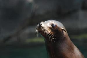 Fantastic Face of a Young Sea Lion photo