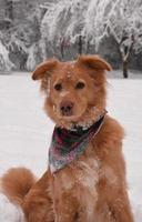 Playful Toller Retriever Dog in the Snow photo