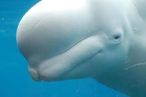 perfil de una ballena beluga blanca nadando bajo el agua foto