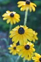 Breathtaking Group of Black Eyed Susan Flowers in a Garden photo