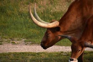 perfil lateral de un buey de cuernos largos marrón y un bebé foto