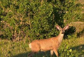 Young Buck with Small Fuzzy Antlers Standing Still photo