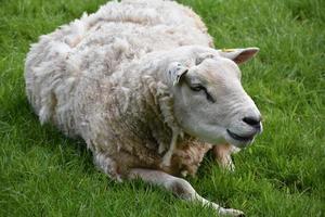 Close Up Look at an Overweight White Sheep photo