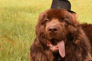 Tongue Hanging Out of the Mouth of a Newfoundland Dog photo