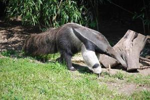 oso hormiguero gigante pavoneándose foto