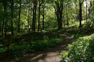 hermoso sendero sinuoso a través del bosque en Inglaterra foto