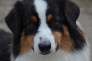 Face of a Tri-Color Australian Shepherd Dog photo