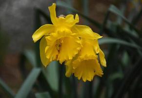Pair of Yellow Daffodils Blooming and Flowering photo