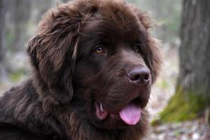 Pink Tongue Sticking Out of a Young Newfoundland Dog photo