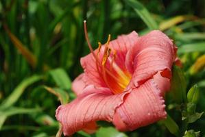 Pretty Flowering Pink Lily in a Garden photo