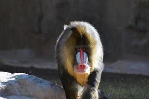 Looking into the Eye of a Mandrill Monkey photo