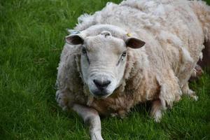 Fluffy Heavy Sheep Resting in a Grass Field photo