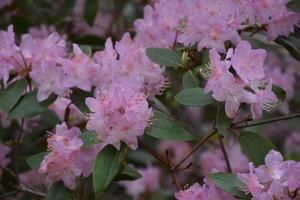 flores de rododendro rosa que florecen en un arbusto foto