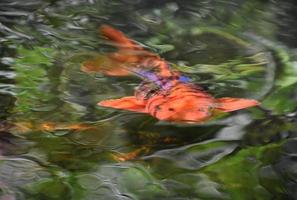 Bright Orange Koi Fish Swimming in a Pond photo