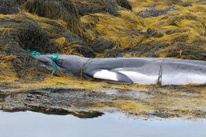 Deceased Baleen Whale Caught in a Net
