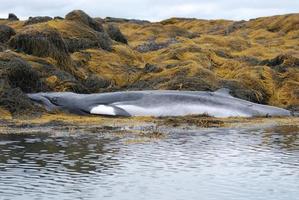 Minke Whale Deceased on a Reef in Maine photo