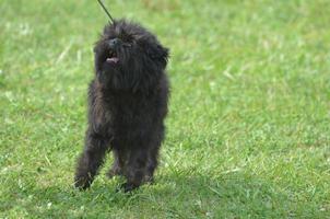 perro affenpinscher negro foto