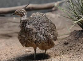 Fluffed Feathers on a Martineta Tinamou bird photo