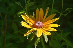 Beautiful Budding Black Eyed Susan Almost in Full Bloom photo