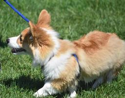 perro corgi galés blanco y marrón caminando con correa foto