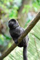 Marmoset Sitting on a Vine photo