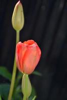 Red Tulip Bud and Blossom in a Garden photo
