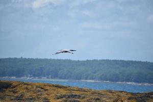 garza deslizándose sobre algas en casco bay foto