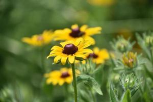 hermosa floración black eyed susan planta floración foto