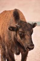 Looking into a Bison Calf Face Up Close photo