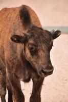 Precious Young Bison Calf on a Summer Day photo