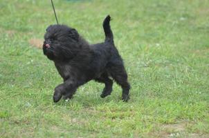 Affenpinscher Dog with His Tongue Sticking Out photo