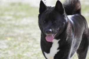 Breath Taking Akita Dog photo