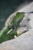 lagarto verde grande en una roca grande foto