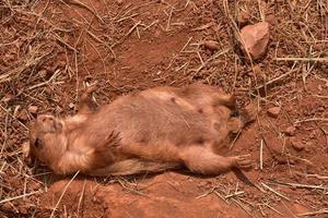 tonto perrito de las praderas haciéndose el muerto en el medio oeste foto