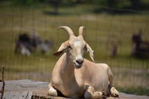 Goat with Horns Resting in the Sunshine photo