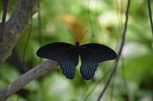 Impresionante mariposa mormona macho en una rama foto