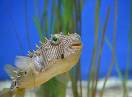 espinas puntiagudas en un burrfish rayado de cerca foto