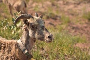 Young Bighorn Sheep Resting on a Summer Day photo